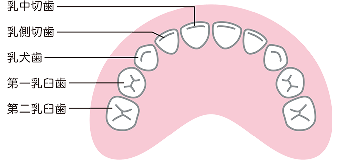 乳歯の構造図