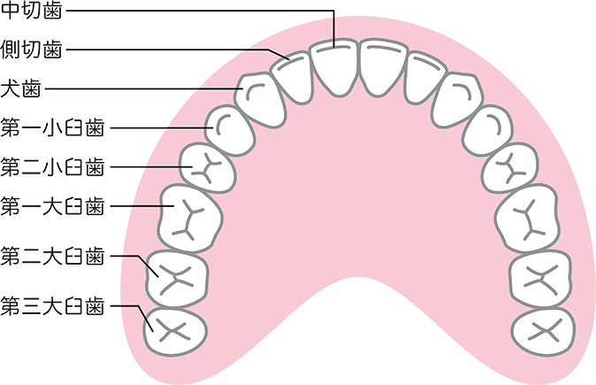 永久歯の構造図